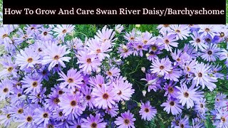 Swan River DaisyBarchyschome Complete Care And Growing Tips How To Grow And Care Barchyschome [upl. by Oflodor]