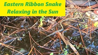 Eastern Ribbon Snake Relaxing in the Sun [upl. by Assille354]