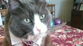 Unmasked singer 😹 cutecat funnycats catshorts catvideos funnycatvideos [upl. by Aihpled]