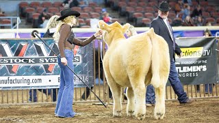 Competing with my prospect steer at a major cattle show OKC Cattlemen’s Congress [upl. by Orlando]