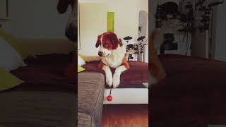 Berner Sennen Hund spielt auf Couch lustigerhund hund hundeliebe [upl. by Ramraj]