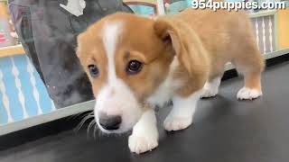 Jonas  Pembroke Welsh Corgi  MALE  PEMBROKE PINES [upl. by Enuahs]