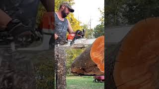 Stihl MS362cm ripping chips Amazing chainsaw [upl. by Ahsia367]