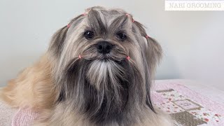 LHASA APSO LONG HAIR MAINTENANCE GROOMING [upl. by Clie]