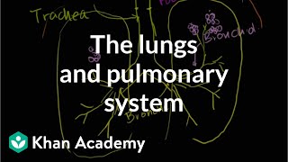 The lungs and pulmonary system  Health amp Medicine  Khan Academy [upl. by Dana241]