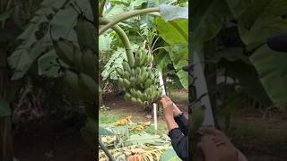 New technique of growing banana plant banana farming fruitfarming gardening viral shorts [upl. by Adel]