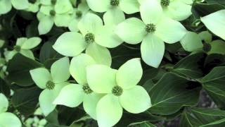 Fast Growing Kousa Dogwood [upl. by Whitford]