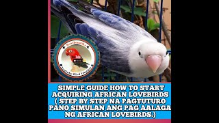 MGA BAGAY NA DAPAT IHANDA BAGO BUMILI NG AFRICAN LOVEBIRDSSTEP BY STEP PAG AALAGA AT MGA PINAPAKAIN [upl. by Leyameg932]