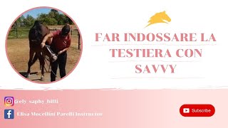 FAR INDOSSARE LA TESTIERA AL CAVALLO  HOW TO  ELISA MOCELLINI [upl. by Stinky]