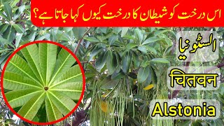 Introduction of Alstonia Scholaris  السٹونیا  Scholar Tree  सप्तपर्णी  Devils Tree [upl. by Sitarski]