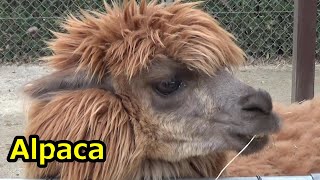 モッフモフのアルパカさん Cute alpaca 29 【Cute animal videos】【こども動物自然公園】 [upl. by Qirat]