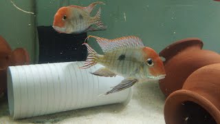 GEOPHAGUS RED HEAD TAPAJOS FEEDING [upl. by Grosberg]