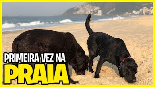 Labrador filhote preto Primeira vez na praia [upl. by Attelrac987]