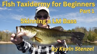 Fish Taxidermy for beginners Part 1 Skinning a LM Bass for Skin Mount [upl. by Aloin618]