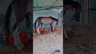 horse horses equestrian horsesofinstagram horseriding equine shere ponysubscribe like [upl. by Yert]