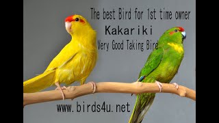 should you adopt a kakariki firsttime bird owner [upl. by Arihsan]