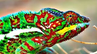 How Do Chameleons Change Color [upl. by Malinde]