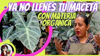 🤔La impactante verdad acerca de llenar de materia orgánica tus macetas [upl. by Esirehs]