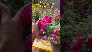 12 Inch kashmir rose Costumer Order Plants roseplant [upl. by Camm]