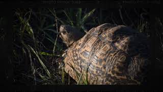 RHULANI MINUTE SAFARI  Leopard tortoise on the way [upl. by Goss]