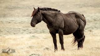 Wild Mustangs reunite at Skydog Sanctuary [upl. by Bores83]