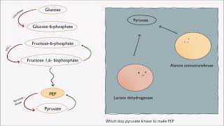 Gluconeogenesis  enzymes amp regulation Song [upl. by Yarled]