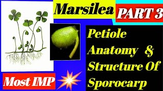 Marsilea part 3 petiole anatomy and structure of Sporocarp [upl. by Ovida]