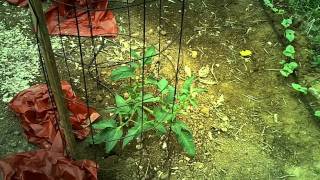 Easiest Way To Water A Large Garden RAINDRIP Watering System DIY [upl. by Darrin354]