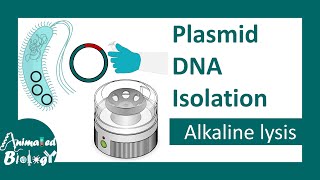 Plasmid DNA isolation  Alkaline lysis method  molecular biology [upl. by Anilyx]