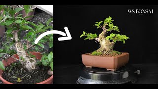 Water Jasmine Jeliti bonsai learning guide complete timelapse video for beginner [upl. by Aicilla]