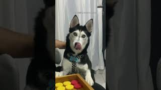 Sen benim sağlığımdan mı sorumlusun 😂 motivation köpek diyet food comedy happy friends 🐞👣 [upl. by Alvar]