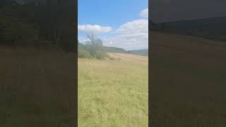 Newlands Corner Views and Greenery 1492024 [upl. by Aneekal800]