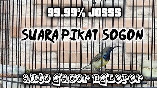 SUARA PIKAT SOGON GACOR NYAUT rizkykicau sogon sogonmania [upl. by Grantland]