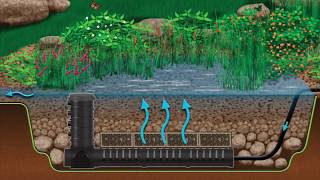 Wetland Filtration for Pond Health [upl. by Sandon575]