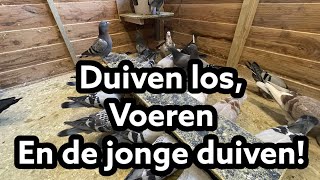 Duiven los  Voeren  de jonge duiven  Postduiven [upl. by Plumbo164]