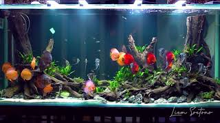 AMAZING 1500 Liter Planted Discus Tank [upl. by Kulseth]