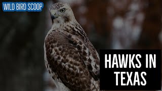 Hawks In Texas Can You Catch A Glimpse Of All 19 Species [upl. by Candi134]