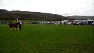 Glanusk Welsh Stallion Show [upl. by Iong734]