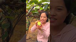 Amazing Fruit Farm  Harvesting Tasty Kiwi 🥝🥝 Fruit from Farm shorts fruit youtubeshorts [upl. by Schilt510]