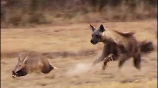 Aardvark Anteater Tries to Outrun Hyena in an Epic Chase [upl. by Aisha307]