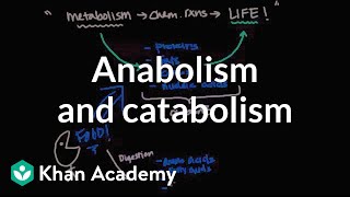 Overview of metabolism Anabolism and catabolism  Biomolecules  MCAT  Khan Academy [upl. by Syst]