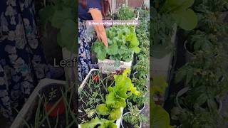 Rooftop kitchen garden in FallNovember gardening rooftop urbangarden organic [upl. by Nelac]