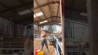 UNE JEUNE AGRICULTRICE DONNE A MANGER AUX VEAUX  agricultrice agricole agriculture [upl. by Rebel]