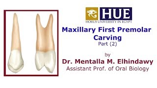 Maxillary First Premolar Carving 2  Dr Menatalla Elhindawy  HUE [upl. by Tnecniv]