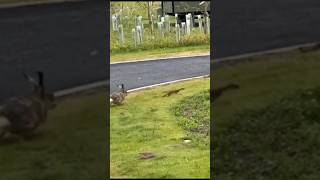 Hare chases Stoat wildanimals wildlife hares stoat [upl. by Nosro827]