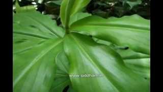 Herbal Medicine  Costus igneus  Natural Remedy for Diabetes [upl. by Gereron]