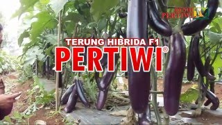 BENIH PERTIWI TV  Terong Pertiwi Panen Serempak Buah Lebat [upl. by Kean998]