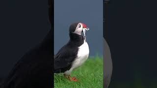 Puffins Favorite Fish Revealed in This Stunning Footage [upl. by Jeniffer238]