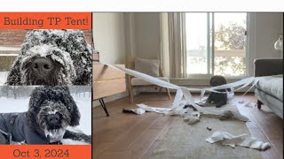 Smartest Portuguese Water Dog amp his TP Tent [upl. by Staw]