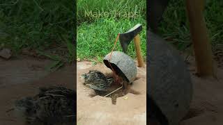 New Creative DIY Quail Trap Technique shorts  Make Traps [upl. by Eicnan]